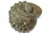 Wide, Bumpy Enrolled Morocops Trilobite - Morocco #310760-1